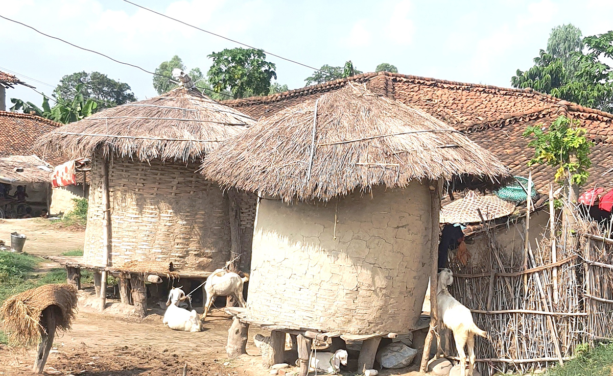 रौतहटको-ग्रामिण-भेगमा-अन्न-भण्डारण-गर्न-बनाइएका-भकारी