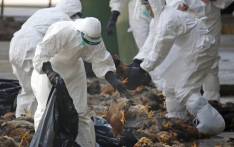 禽流感席卷尼泊尔 多地疫情暴增 23个地点检测出病情