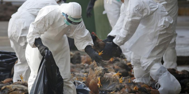 禽流感席卷尼泊尔 多地疫情暴增 23个地点检测出病情