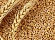 Farmers worry over declining price of wheat, want support price