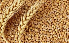 Farmers worry over declining price of wheat, want support price
