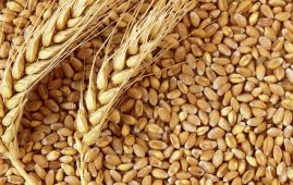 Farmers worry over declining price of wheat, want support price