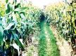 Banke farmers taking to maize cultivation