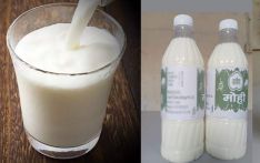 पाँच हजार लिटर मही निःशुल्क वितरण