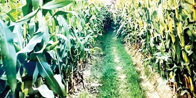 Banke farmers taking to maize cultivation
