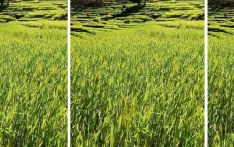 पानी परे खेती, नपरे बाँझो