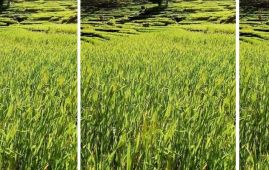 पानी परे खेती, नपरे बाँझो