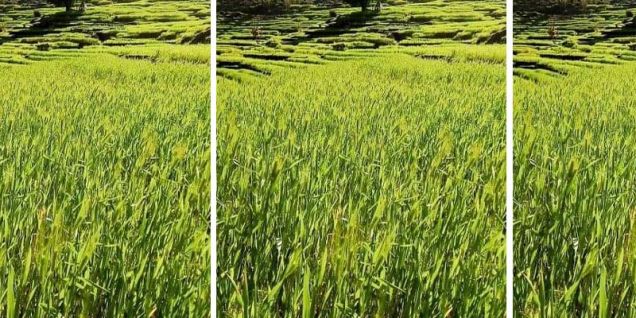 पानी परे खेती, नपरे बाँझो