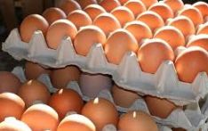 उत्पादनमा कमी आएपछि अण्डाको मूल्य बढ्यो