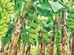 Banana prices triple in Kathmandu amid supply crunch, import restriction