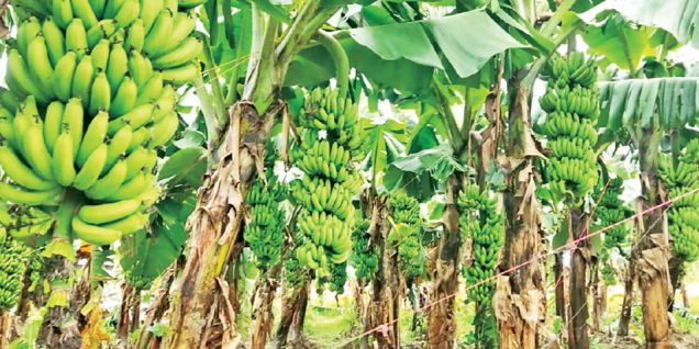Banana prices triple in Kathmandu amid supply crunch, import restriction