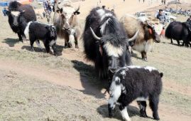 चौँरी महोत्सवमा दोब्बर पर्यटक