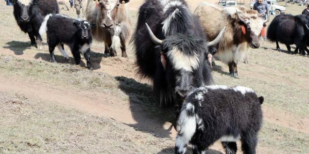 चौँरी महोत्सवमा दोब्बर पर्यटक