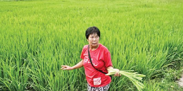 Thai farmers turn to microbes to end burning crisis