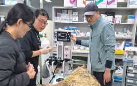 Escaped wolf safely returned to zoo