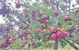 Border crackdown disrupts apple re-export trade