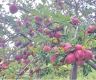 Border crackdown disrupts apple re-export trade