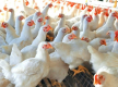 尼泊尔禽流感升级为区域性危机 养殖业承压加剧