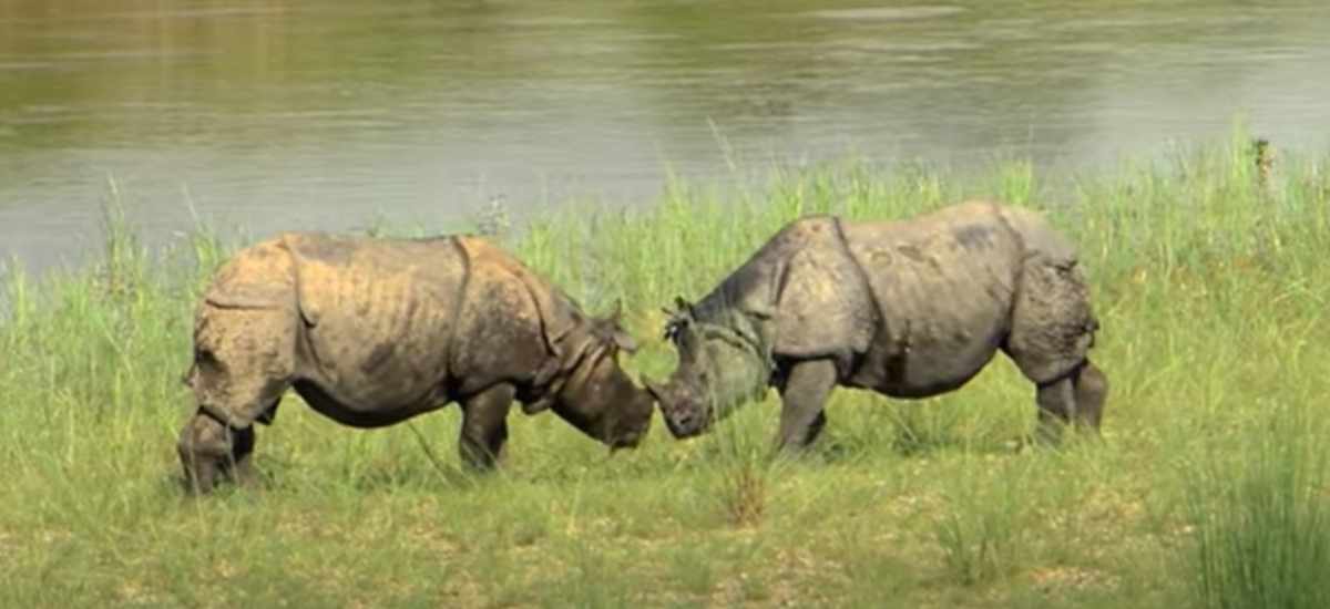 Rhino-Chitwan-National_Park
