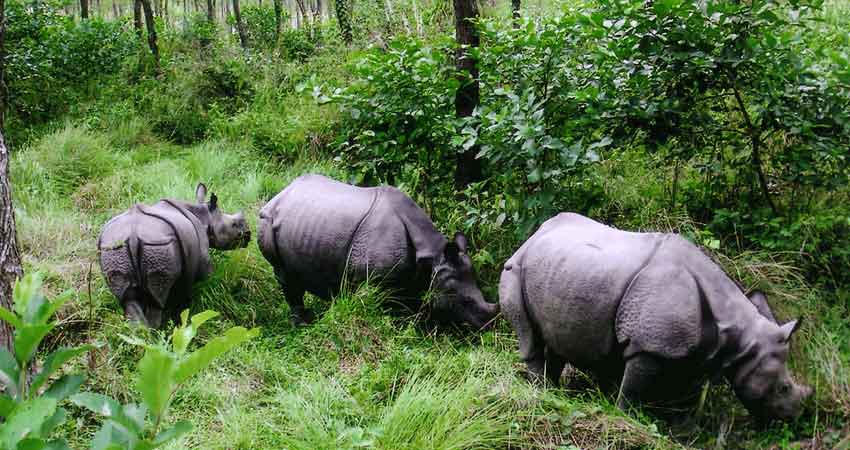 chitwan-national-park-rhino_alyjx7wkaq_TpSun4MkBl