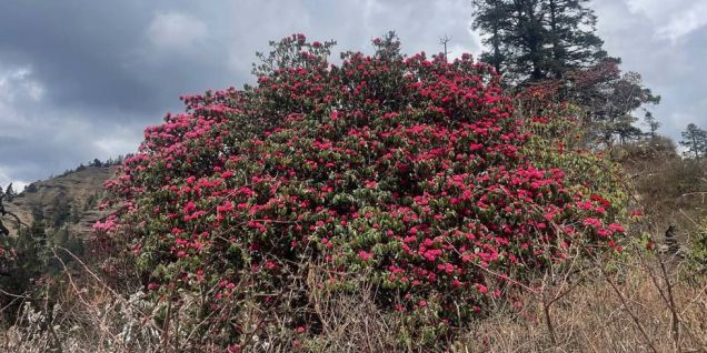 लालीगुराँस फुलेपछि हम्पालमा बढे पर्यटक