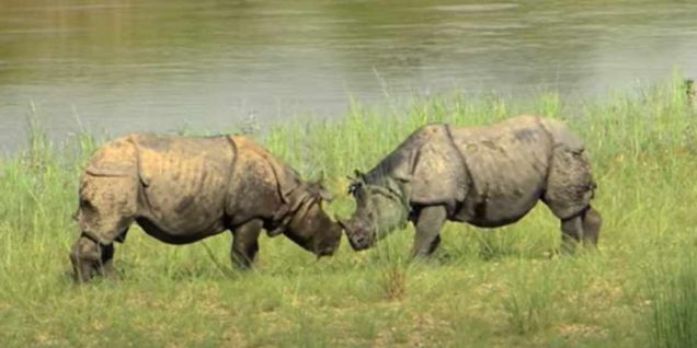 尼泊尔“守夜人”：与犀牛对峙的农民