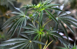 尼泊尔大麻合法化之争：前银行CEO呼吁抓住机遇