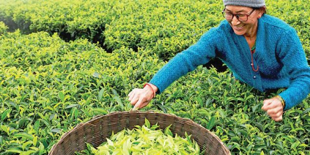 ndia’s import rules eclipse Nepali tea market