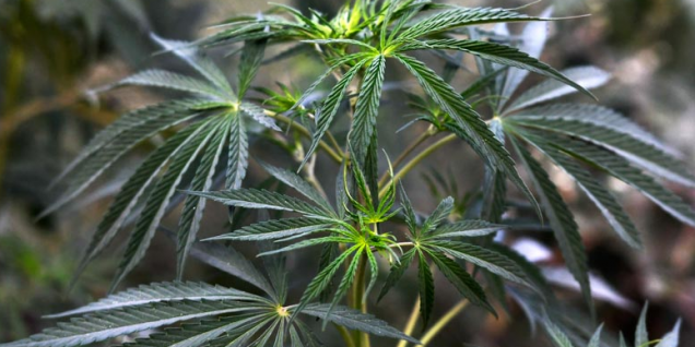 尼泊尔大麻合法化之争：前银行CEO呼吁抓住机遇