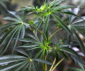 尼泊尔大麻合法化之争：前银行CEO呼吁抓住机遇